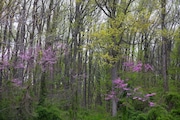 A view of beautiful treest at Wolfe's Pond Park. (Staten Island Advance/Jan Somma-Hammel)